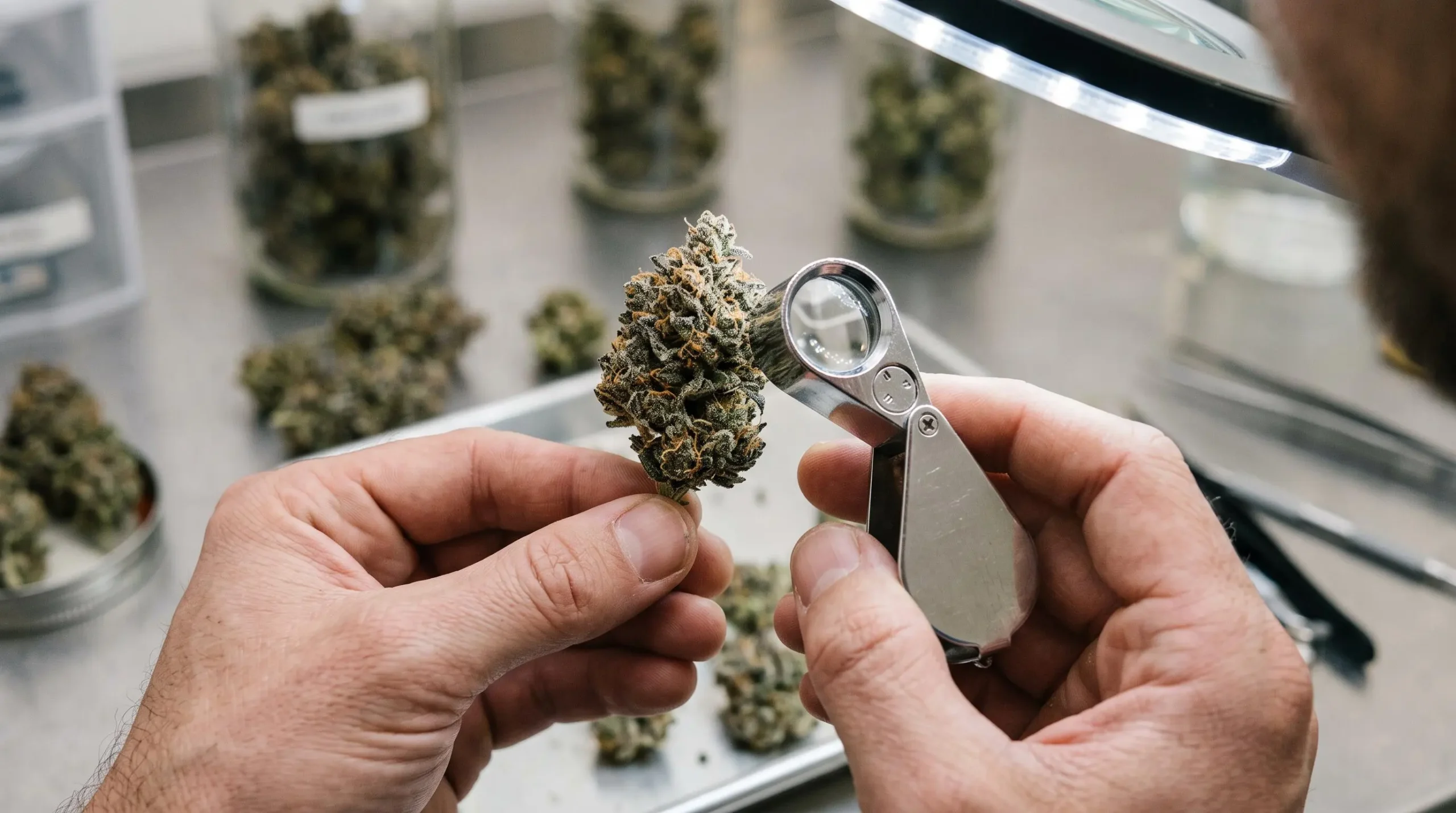 Inspection professionnelle d'une fleur de CBD séchée à la loupe, montrant les trichomes et la structure des pistils